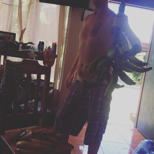 Fresh bunch of bananas straight off the tree